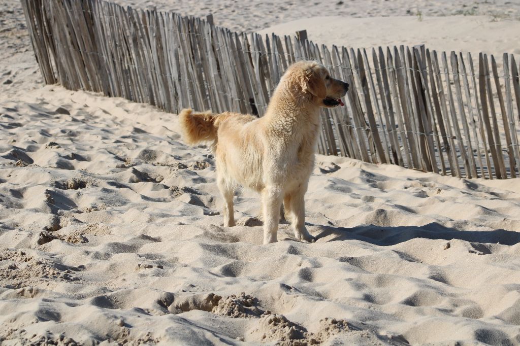 Tender Des Puppys Goldens Love