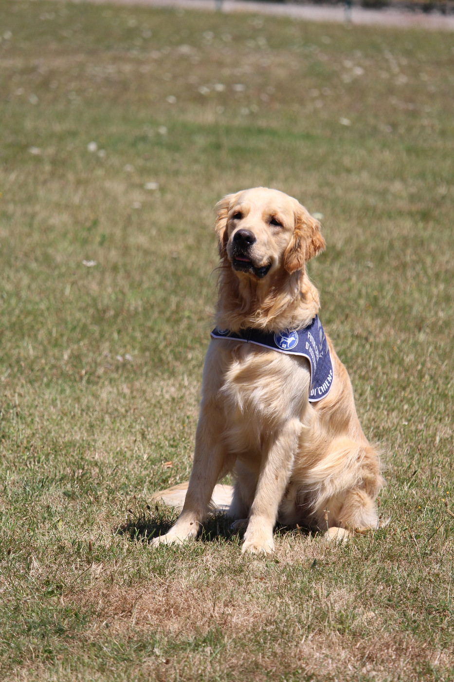 REMISE CHIEN HANDI'CHIENS