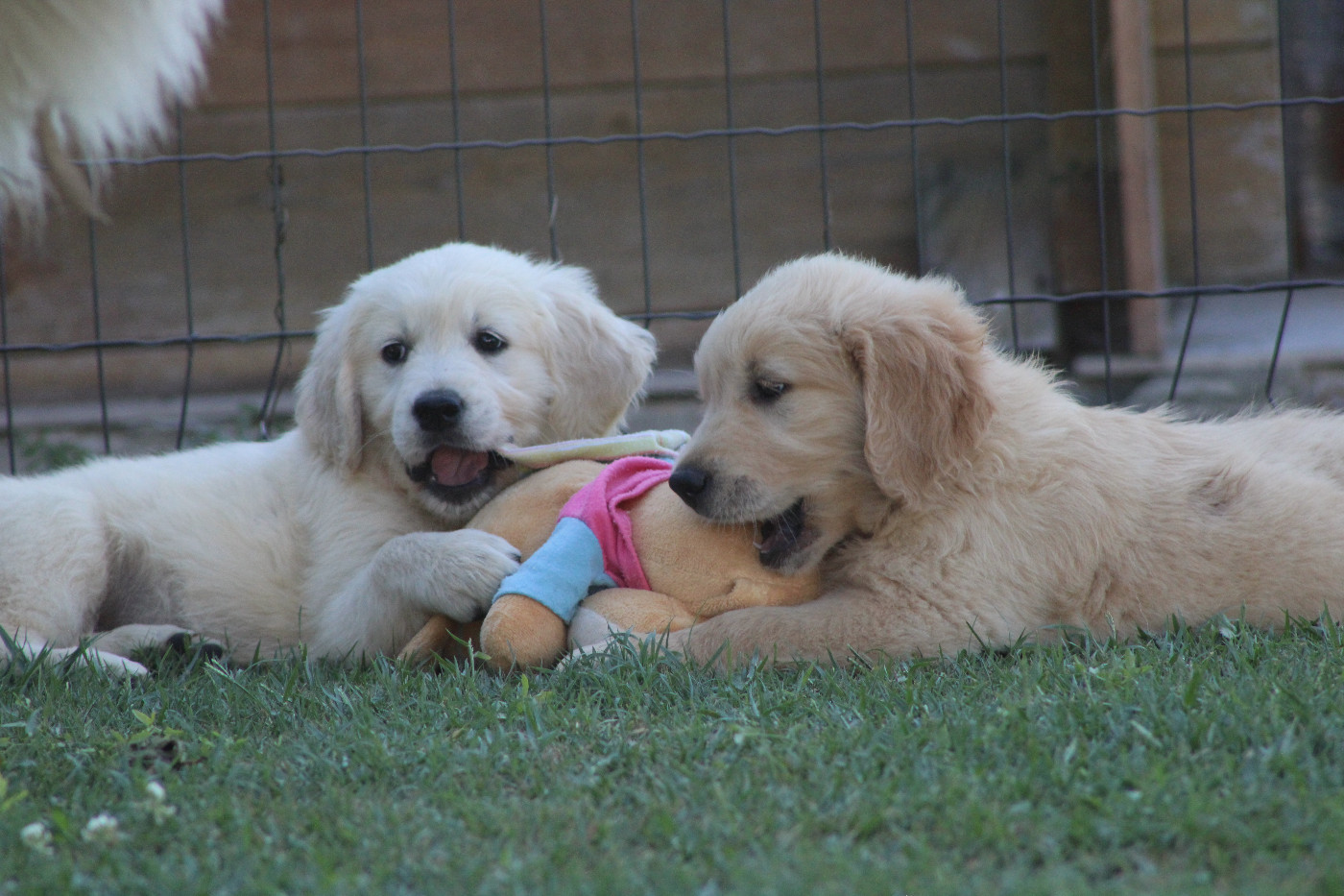 Prochaine portée Golden 2026