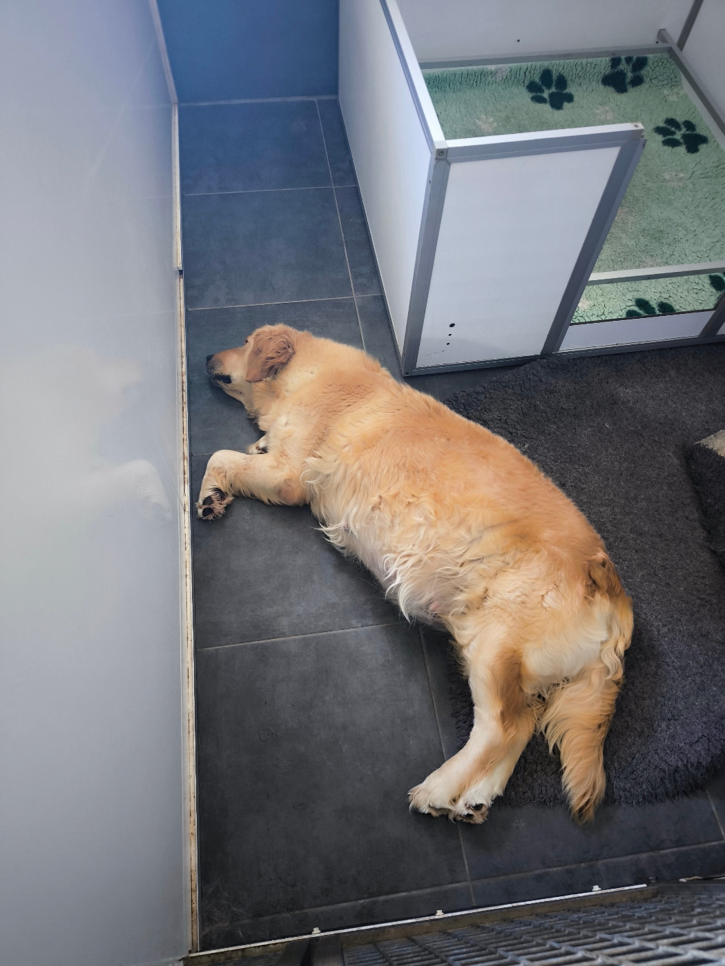 Naissance chiots UBY