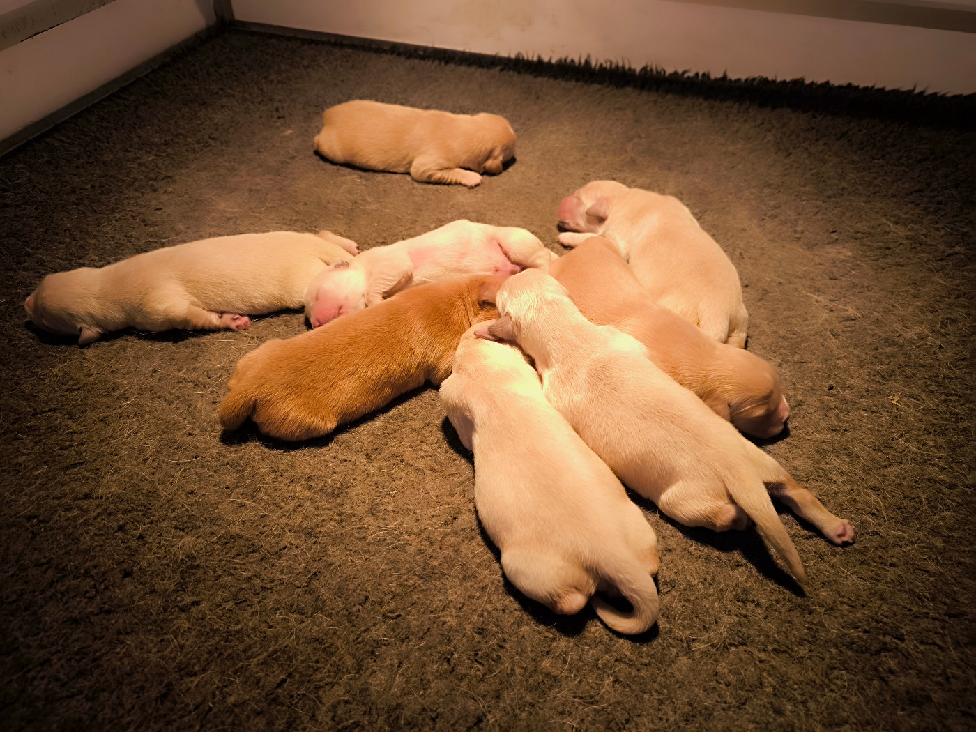 Naissance chiots UBY