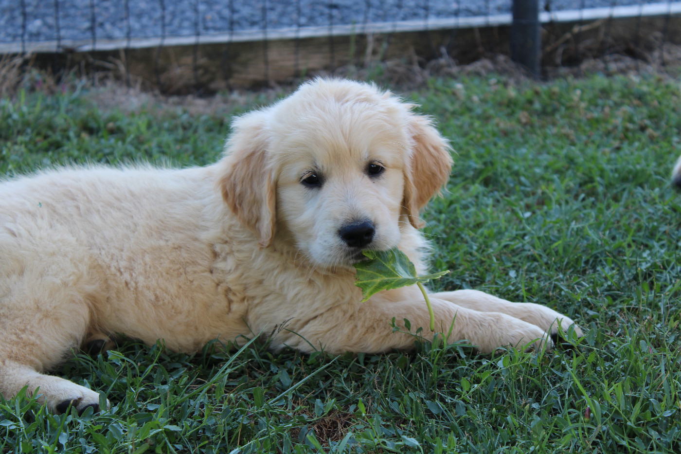 Les chiots en détente