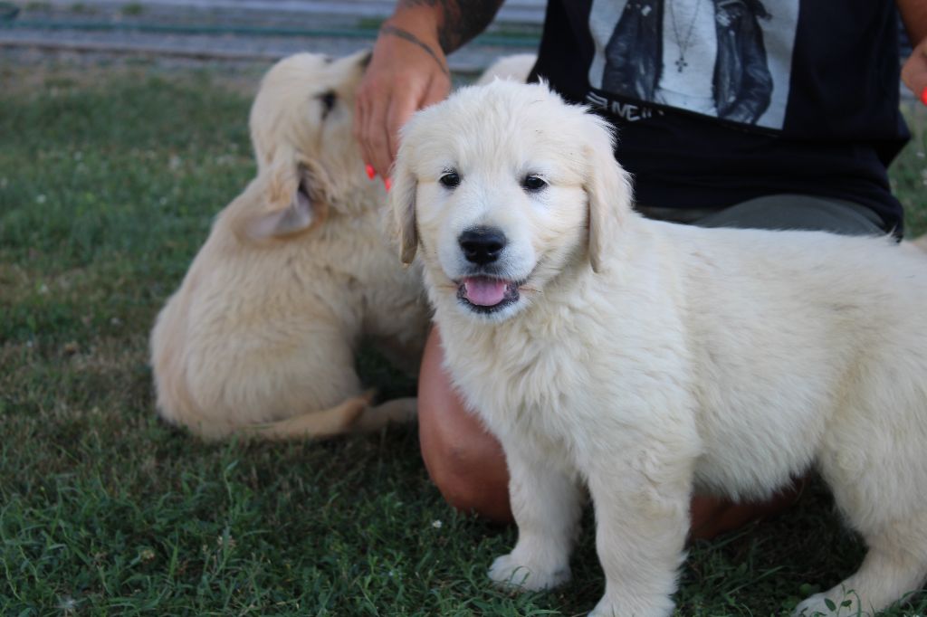 CHIOTS